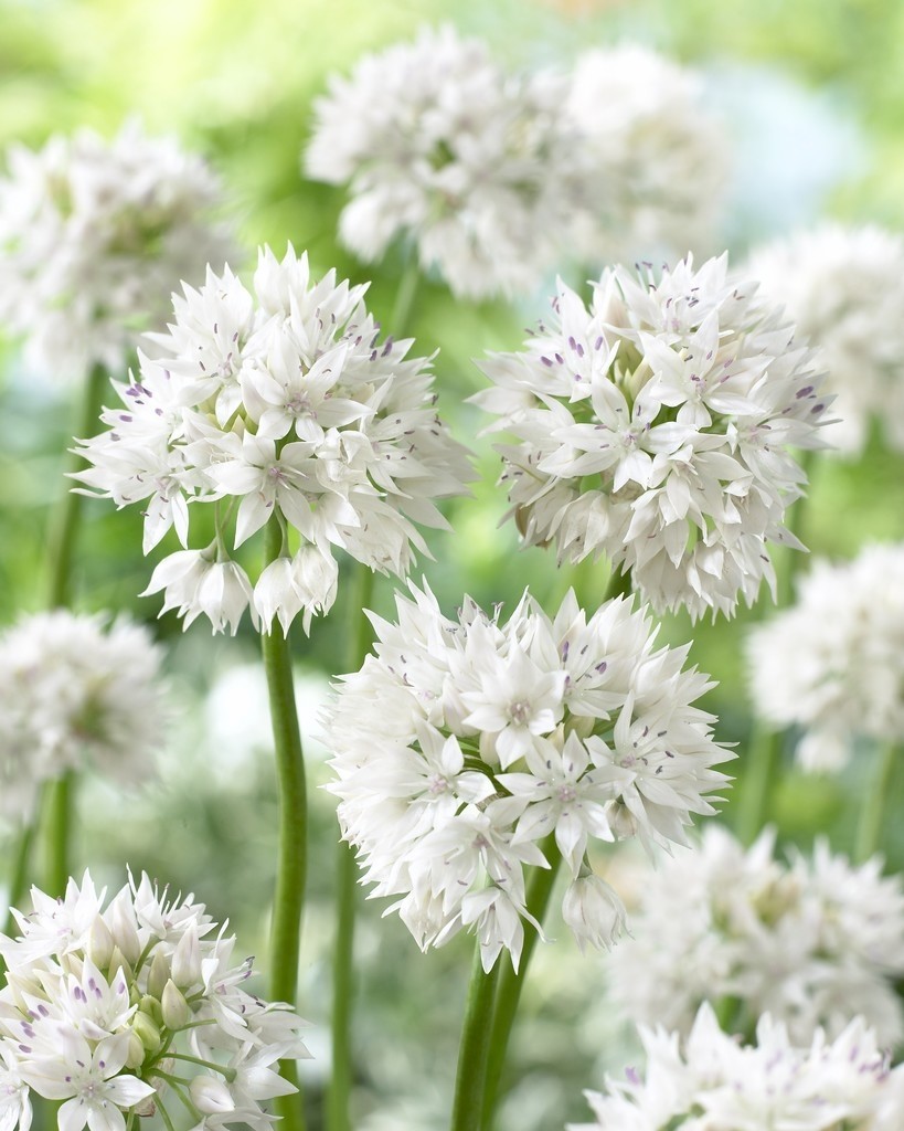 Allium amplectens 'Graceful Beauty'